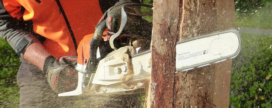 Tree arborists in wellington at work cutting trees