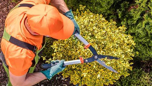 Tree Pruning Wellington