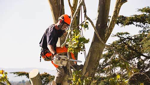 Tree removal Wellington