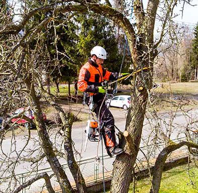 Tree Cutting in Wellington