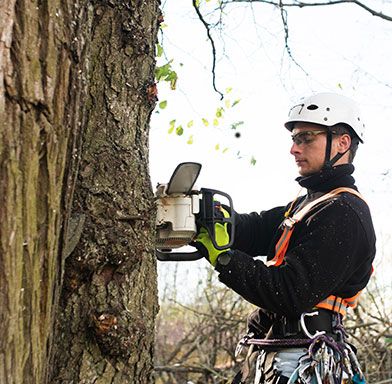 Wellington Tree Removal Service