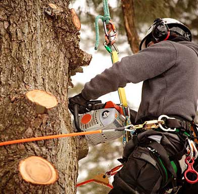 removal of tree in wellington hard at work