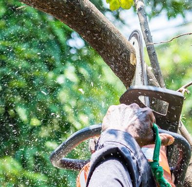 tree trimming and shaping in wellington our man out on the field getting work done