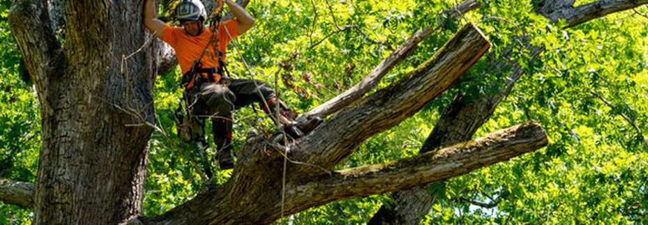 Tree Trimming Wellington - We cut and shape your trees