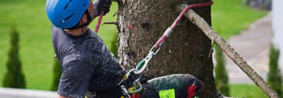 full tree removal in wellington