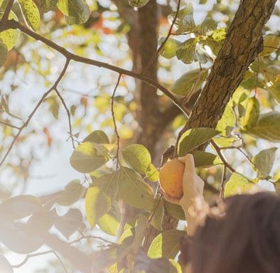 Tree Pruning Wellington