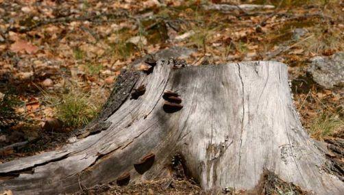 Stump Removal Wellington